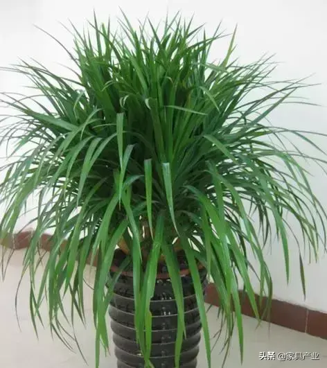 家里有个吸烟的人？这8种花可以帮你吸走烟气