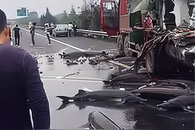 高速路面出现一大群乌黑大鱼，地上乱游，网友：这是鲨鱼吧图片