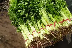 春季冷棚毛芹菜种植｜种一茬收两茬，菜农乐开花图片