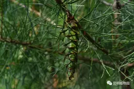 毛枝五针松在昆明植物园极小种群野生植物专类园首次结实图片