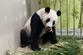 恭喜！新加坡迎来第一只大熊猫宝宝图片