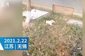 无锡5岁女孩抱着宠物狗从13楼坠下：女孩摔在狗身上受伤 小狗当场死亡图片