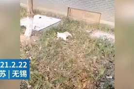 无锡5岁女孩抱着宠物狗从13楼坠下：女孩摔在狗身上受伤 小狗当场死亡图片