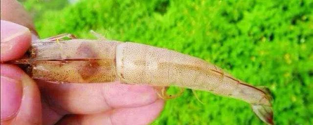 解决肠炎、偷死、白便问题！重点在这