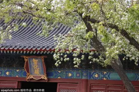 景美人又少！古树梨花下，明代古刹中，流传500年的旋律在北京这里依旧悠扬！图片