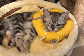 辟谣，猫咪浑身无力只是玩累了？低钾血症不容忽视，需及时补钾图片