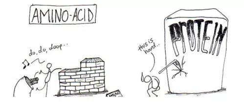“真合成代谢”——比蛋白质更高级的学问