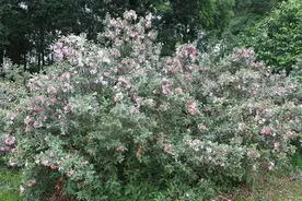 30年前摘不完，小孩当饭吃，如今山里不多见，有人卖10元一斤图片