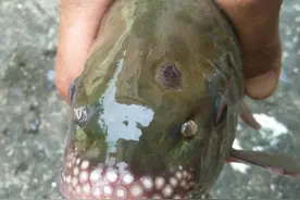 南宁右江，有人钓起罕见“变异鱼”，绿色鳞片，鱼嘴长满小珠子图片