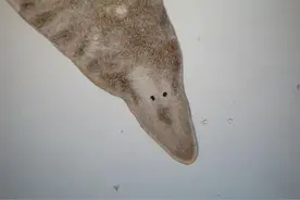 “吃掉你，我就继承你的记忆”，记忆转移实验是造假还是奇迹？图片