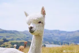 想起来在新西兰的时候知道的撩羊驼小技巧图片