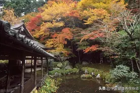 秋天到，饮食起居“养收”为要，可以做做正身旋脊式练习，藏好阳气图片