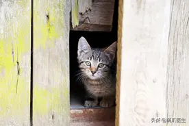 “这只猫已经不能生了，直接安乐吧！”图片