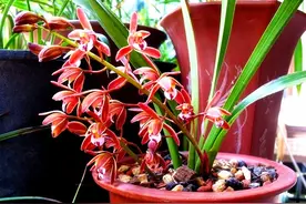 蜂蜜兰，国家重点保护植物，以花多色艳形似蜂蜜而得名图片