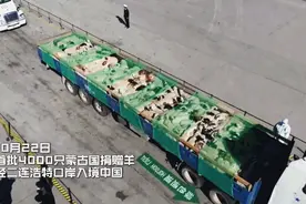 来自蒙古国的礼物，羊羊羊真的来了！湖北专供图片