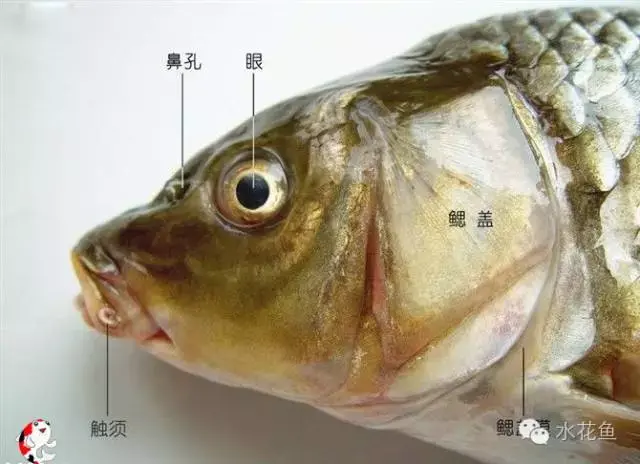 鱼鳞由什么组成