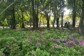 村长与翠花14图片