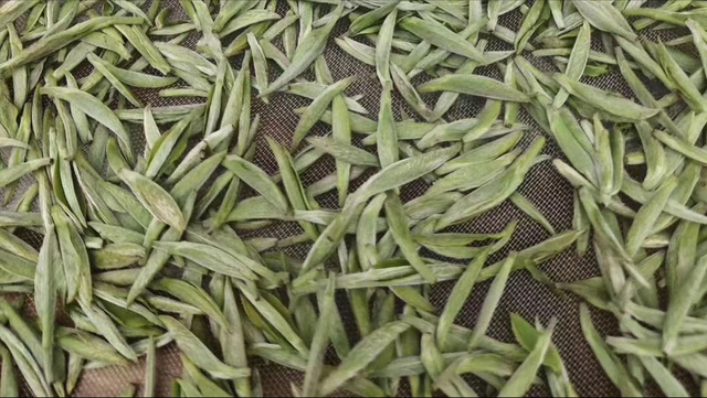 白茶的加工工艺是什么？