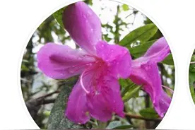 野草愣说成是小麦！用识图软件辨认可食用野菜，忒不靠谱图片