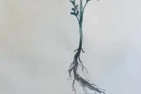 国之药老—甘草图片