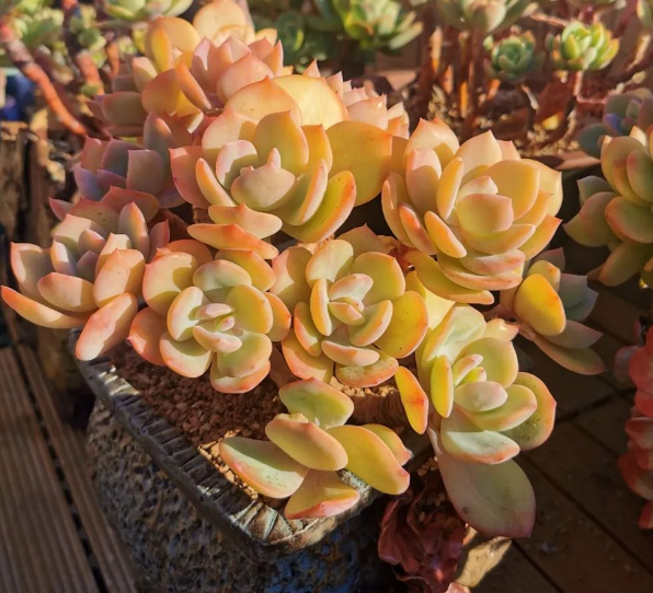 多肉植物夏梦图片(发丝多肉植物图片)-措必培