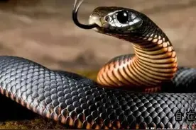 母蛇会 "报复" 人类吗？拆蛇窝，捕幼蛇，母蛇心理难过吗？图片