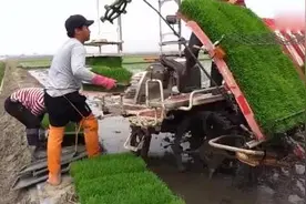 水稻从栽插秧苗到水稻直接播种，你认为是进步还是倒退图片