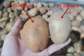 买土豆，分清“面土豆”和“脆土豆”，炖和炒用的不一样，别搞错图片