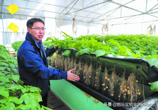 土豆到底能不能当饭吃？袁隆平生前是这么说的