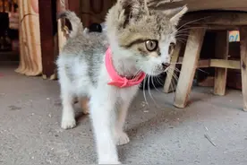 一加8手机记录猫咪的日常图片