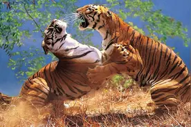 斗兽棋上，狮子高出老虎一个等级，现实中真的是狮比虎厉害吗？图片