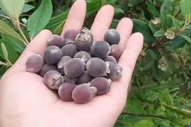 原产于我国的野果“桃金娘”，为什么成了美国的外来入侵物种？图片