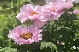520世界蜜蜂日，这些关于蜜蜂的小知识请收下图片