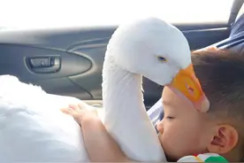 小主人抱大鹅入睡超温馨，主人：花了近3年时间建立感情图片