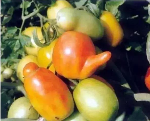 生物刺激素是激素吗？二者有什么区别呢？