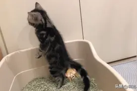 超怕弄脏，洁癖小猫站着上厕所，逗趣姿势引网友热议图片