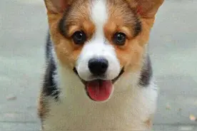 活得最久的5只狗狗，第一只柯基犬，最后一只果然不负众望图片