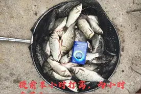 窝里全是泡！就是不咬钩？教你如何解决↓图片