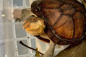 养龟掌握这九大秘诀，还怕养不好吗？图片