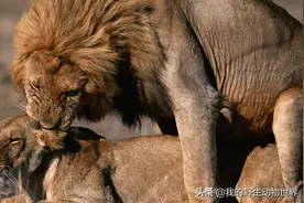 为什么狮子一天交配上百次，人类和猫科动物有何不同？图片