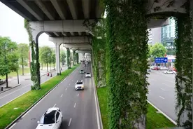 爬山虎会泛滥疯长，本身带毒能腐蚀墙体，为何我国种在高架桥上？图片