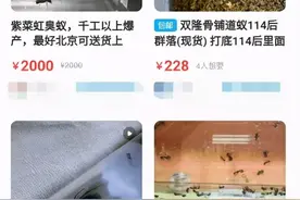 “宠物蚂蚁”，可以随便买卖吗？图片