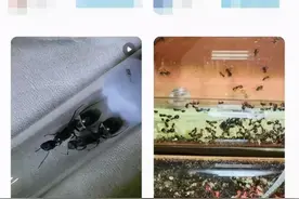 “宠物蚂蚁”，可以随便买卖吗？图片