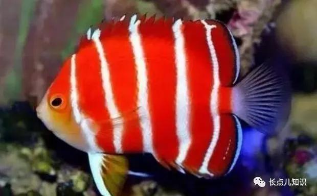 世界十大最贵的鱼 2025年世界十大最贵的鱼翅 世界十大最贵的鱼 2025年世界十大最贵的鱼翅