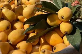 热带水果王国—攀枝花               水果一览表图片