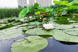 接天莲叶无穷碧，大连前关湿地公园图片