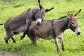 从珍品到贱品，驴在古人那里都经历了什么？图片