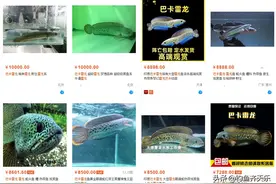 广东一河道发现名贵“雷龙鱼”！一条数千元，或为人为放生图片