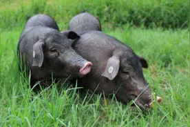你所需要了解的生猪知识-生猪简介图片