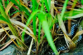 "温柔陷阱"被这种毒蛇咬后舒服的死去？我国最毒陆地蛇：银环蛇图片